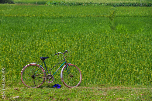 The bicycle and the rice field