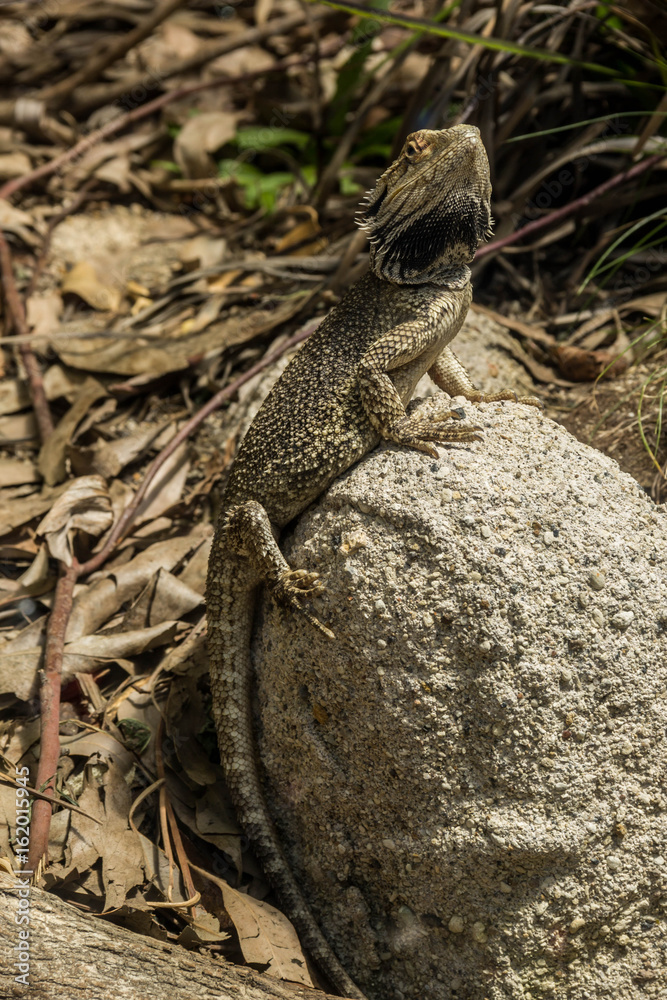 Fototapeta premium Bearded Dragon