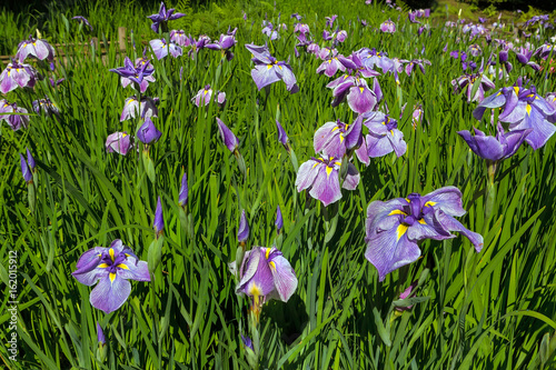 Fototapeta Naklejka Na Ścianę i Meble -  Purple Siberian Irises in Bloom by the Bridge