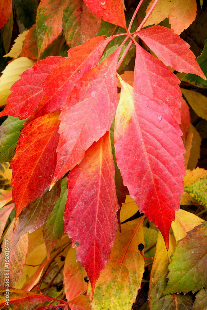 autumn sheet tree as background/photography with scene of the autumn background from yellow sheet tree autumn sheet tree as background/photography with scene of the autumn background from yellow sheet tree