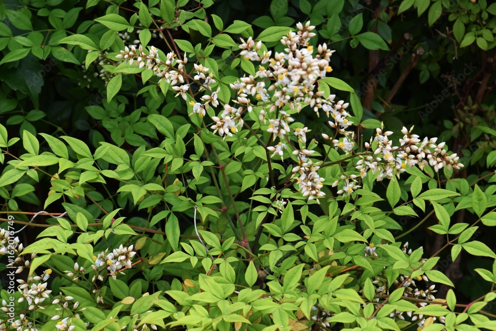 ナンテンの花