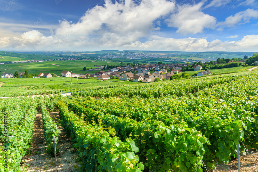 Scenic landscape in the Champagne, Vineyards in the Montagne de Reims, France