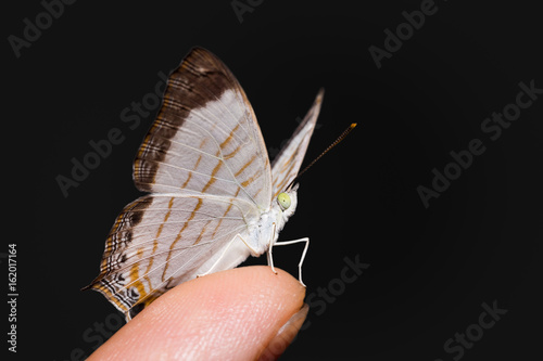 Little Map (Cyrestis themire) butterfly photo