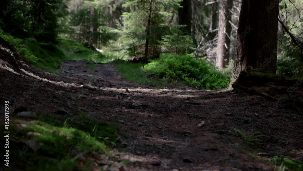 Personal Perspective of Walking on a Path in the Forest, Steady Cam Shot. Pov of Hiker Walking on Trail Through the Forest