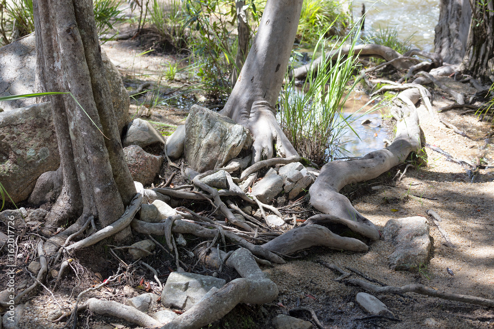 Tangle of tree roots and rocks next to Emerald Creek Tangle of tree roots and rocks next to Emerald Creek