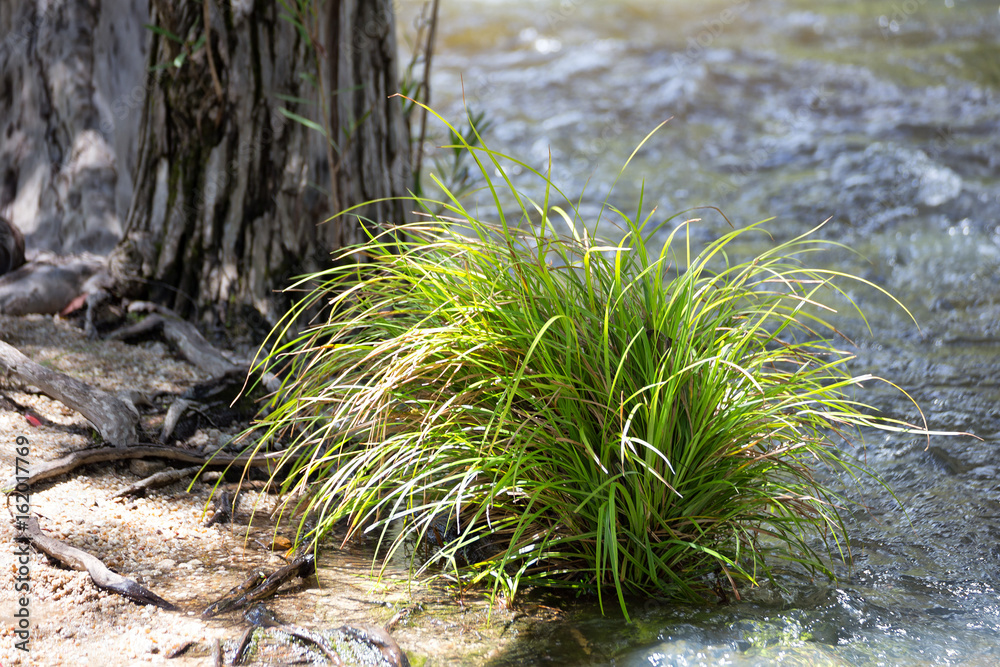 Fotografie Grass growing next to Emerald Creek