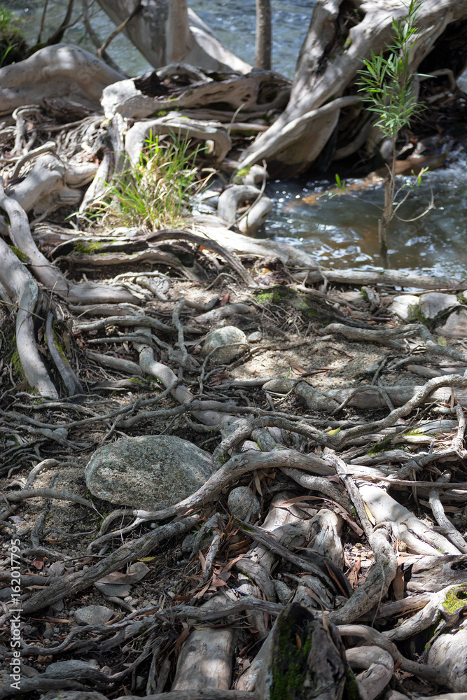 Tree root and rocks tangle next to Emerald Creek Tree root and rocks tangle next to Emerald Creek