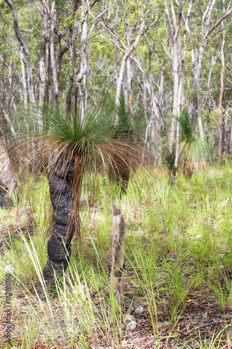 Grass trees and forest at Davies Creek photo