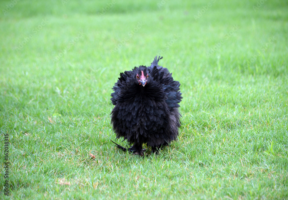 Φωτογραφία Black Cochin Frizzle/Front view of black Cochin chicken with rare Frizzled feath