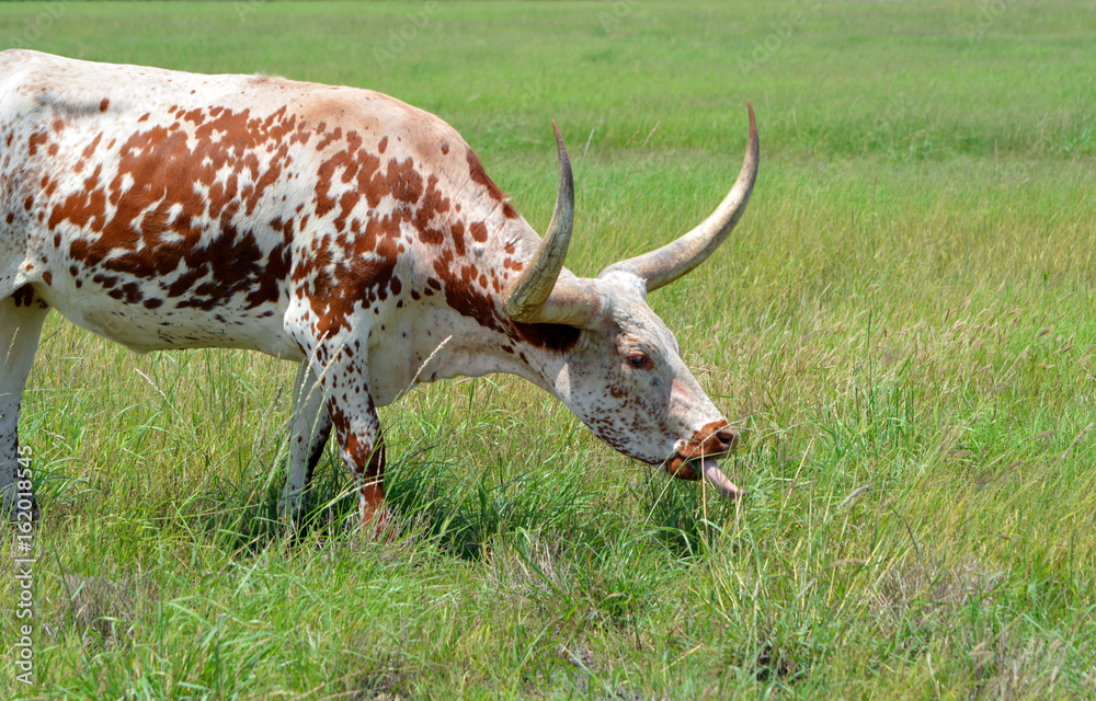 Φωτογραφία White and Brown Longhorn Tongue/Spotted Longhorn cow sticking its tongue out