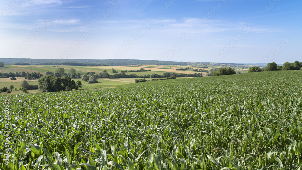 Paysage agricole Lorrain sous ciel bleu Paysage agricole Lorrain sous ciel bleu