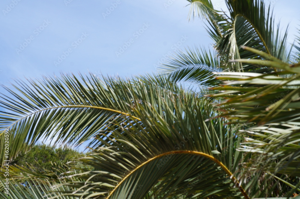 Fototapeta premium Palmen