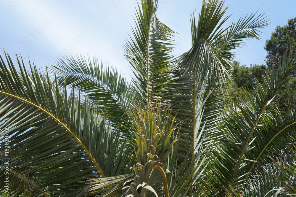 Fototapeta premium Palmen