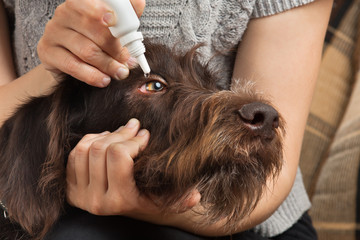 hands dripping drops to eyes of dog
