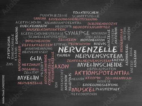 Nervenzelle photo