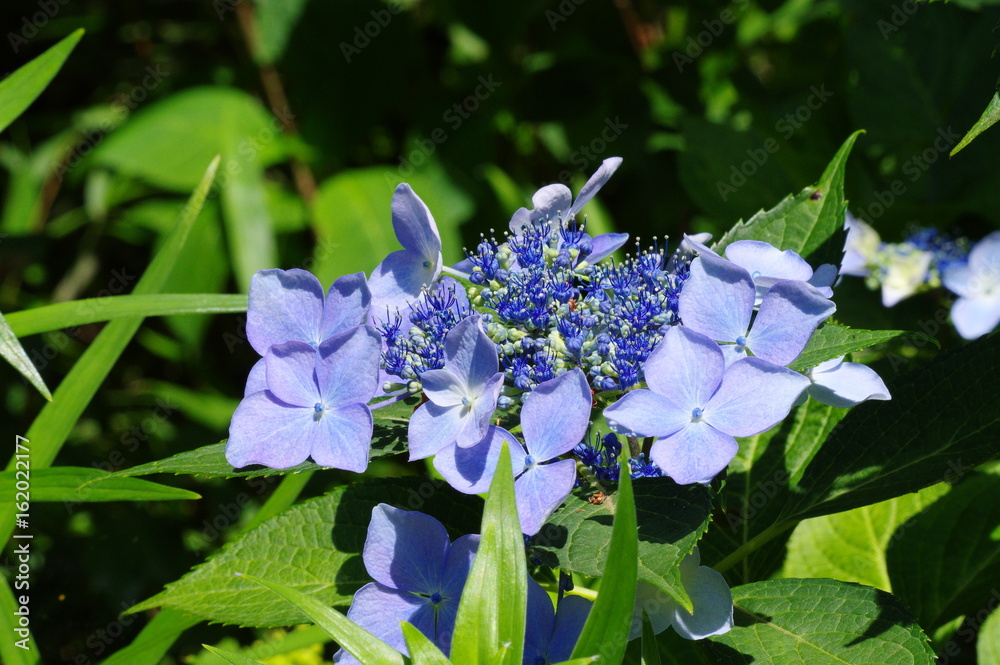 初夏の紫の花 Stock Photo Adobe Stock