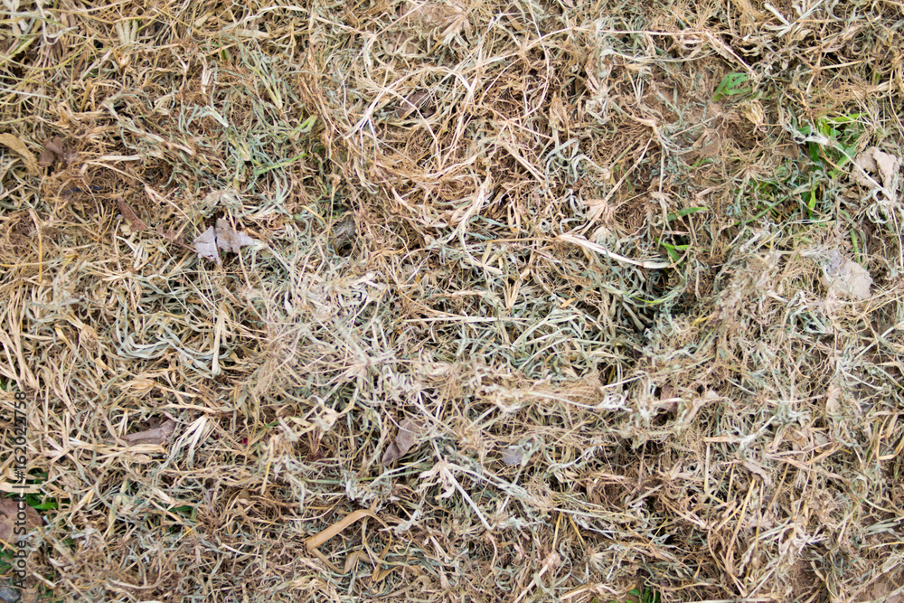 dried grass background texture dried grass background texture