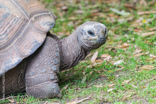 Aldabra Giant Tortoise, Seychelles tortoise 