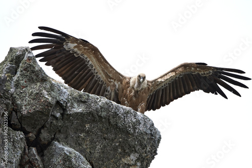 Griffon vulture (Gyps fulvus)