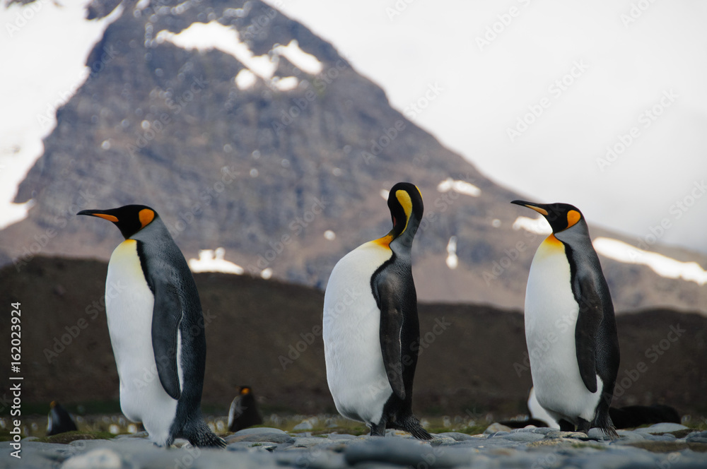 Fototapeta premium King Penguins on Salisbury plains
