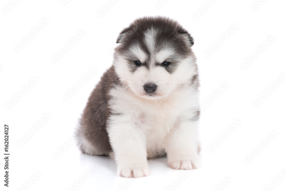 Siberian puppy isolated