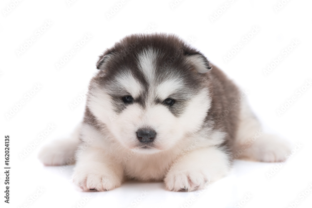 Siberian puppy isolated