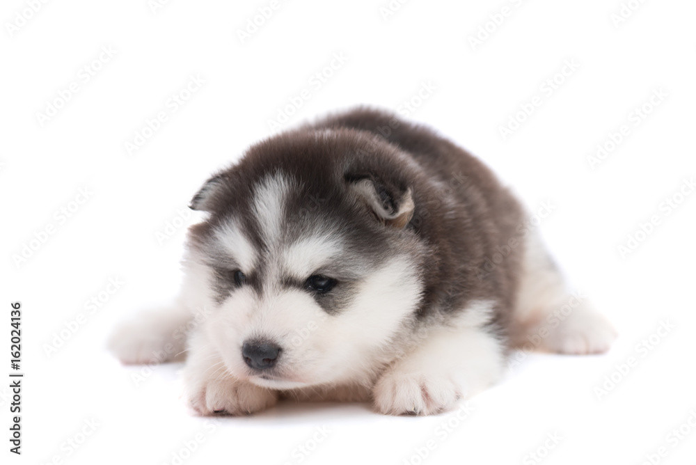 Siberian puppy isolated
