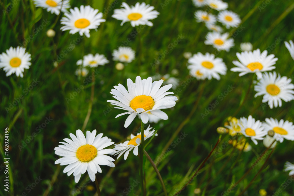 White wild daisies on a green meadow White wild daisies on a green meadow