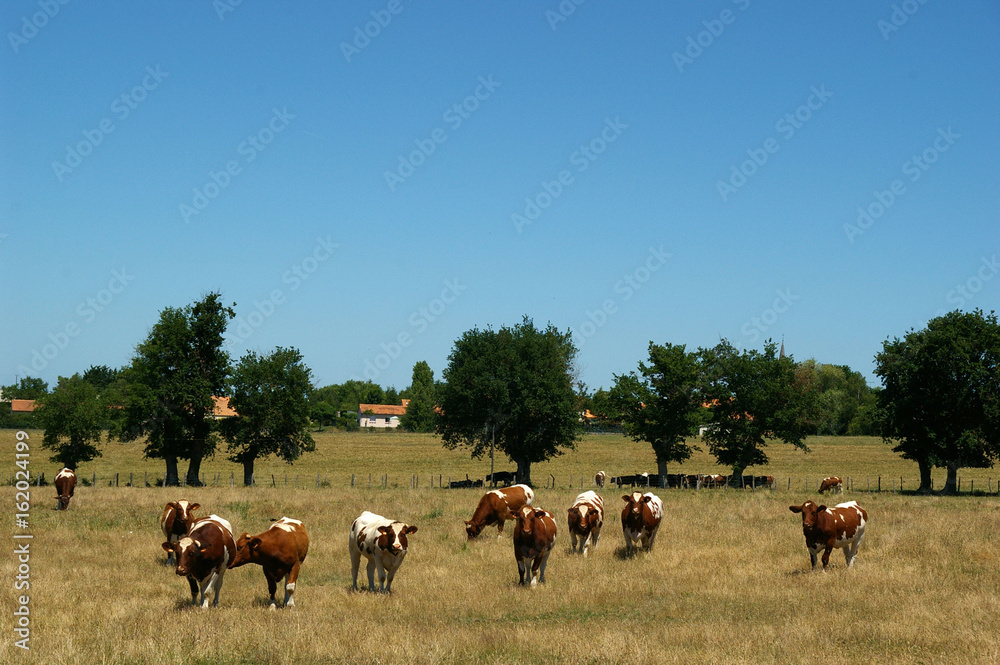 Fototapeta premium TROUPEAU DE VACHES ref 2877