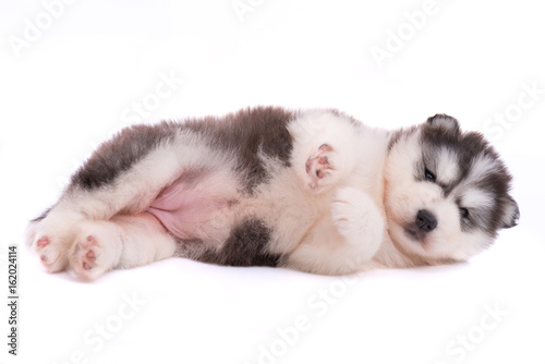 Siberian puppy isolated © ztranger