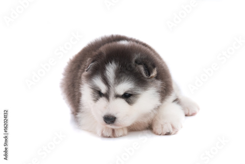 Siberian puppy isolated