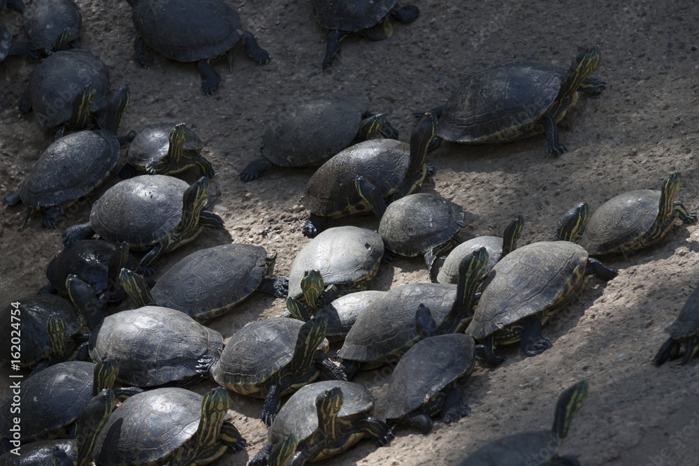 Emydidae Green Turtles in groups in zoo,Parque La Venta, La Venta Park, Villahermosa, Tabasco, Mexico. Emydidae Green Turtles in groups in zoo,Parque La Venta, La Venta Park, Villahermosa, Tabasco, Mexico.