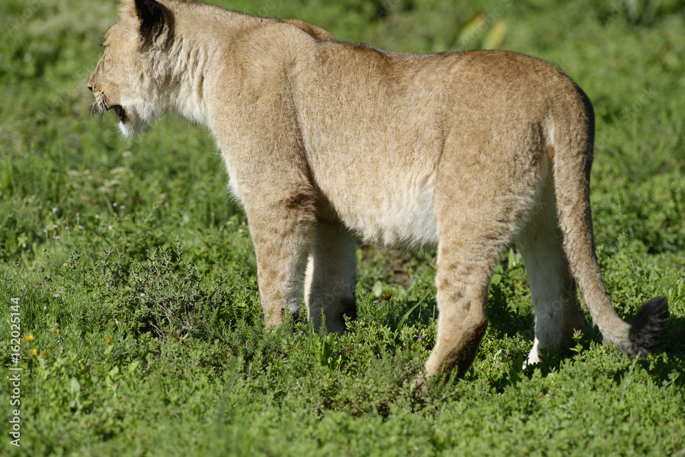 Fototapeta premium Lion cub, South Africa