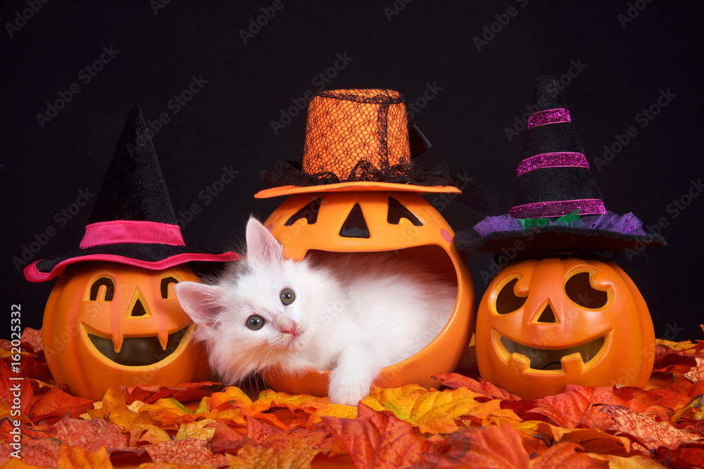 Obraz premium Fluffy white kitten peeking out of a pumpkin jack o lantern, two smiling jack o lanterns wearing witch hats on both sides. Fall leaves on ground with black background, Halloween them with cat