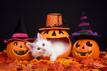 Fluffy white kitten peeking out of a pumpkin jack o lantern, two smiling jack o lanterns wearing witch hats on both sides. Fall leaves on ground with black background, Halloween them with cat