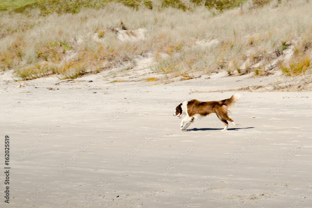 Naklejka premium Dog running on beach