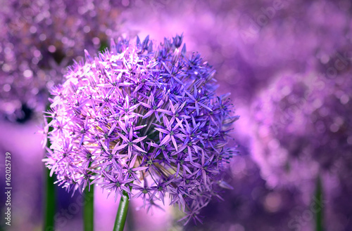 Allium