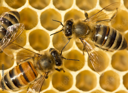Bees build honeycombs © The physicist