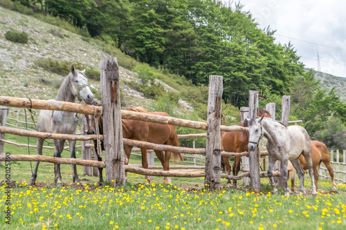 Group of horses on the ranch photo