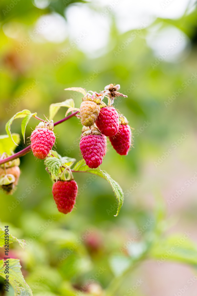 Raw juicy pink raspberries on branch in orchard