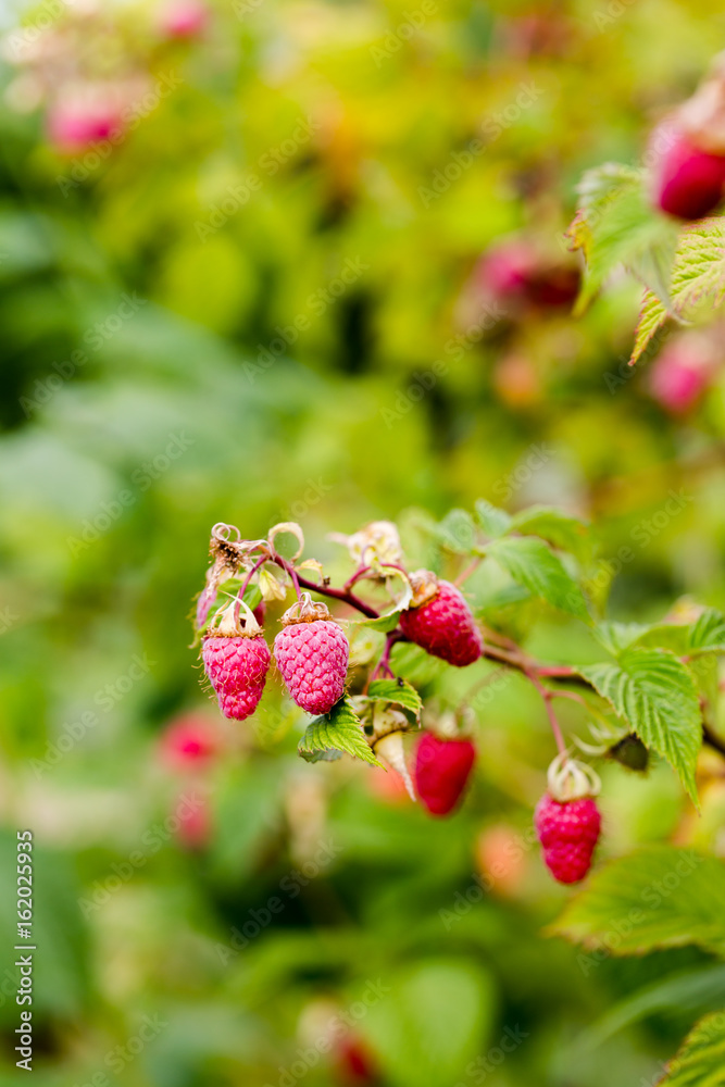Raw juicy pink raspberries on branch in orchard Raw juicy pink raspberries on branch in orchard