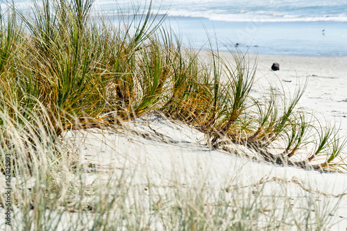 Grasses growing on the seashore