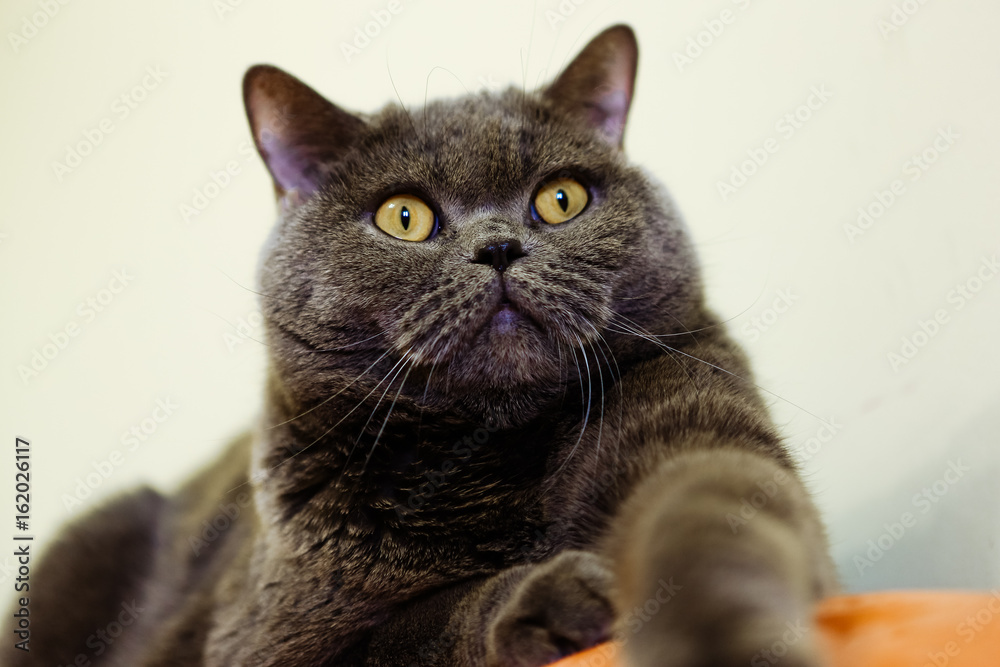 Beautiful portrait of a British cat gray color