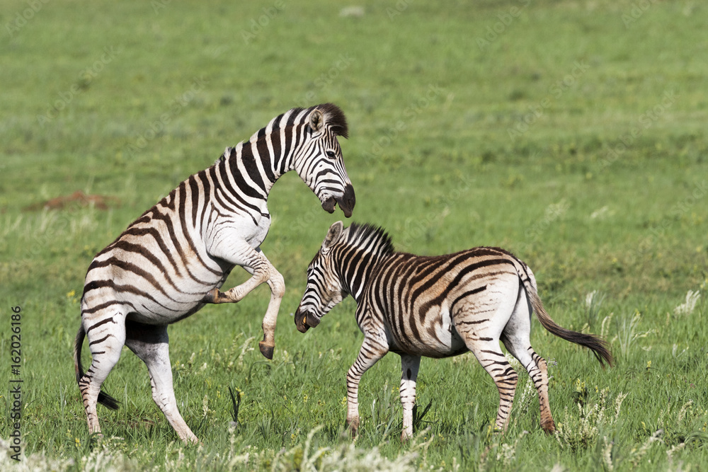 Burchell's Zebra