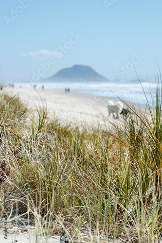 Grasses on the dunes at a beach