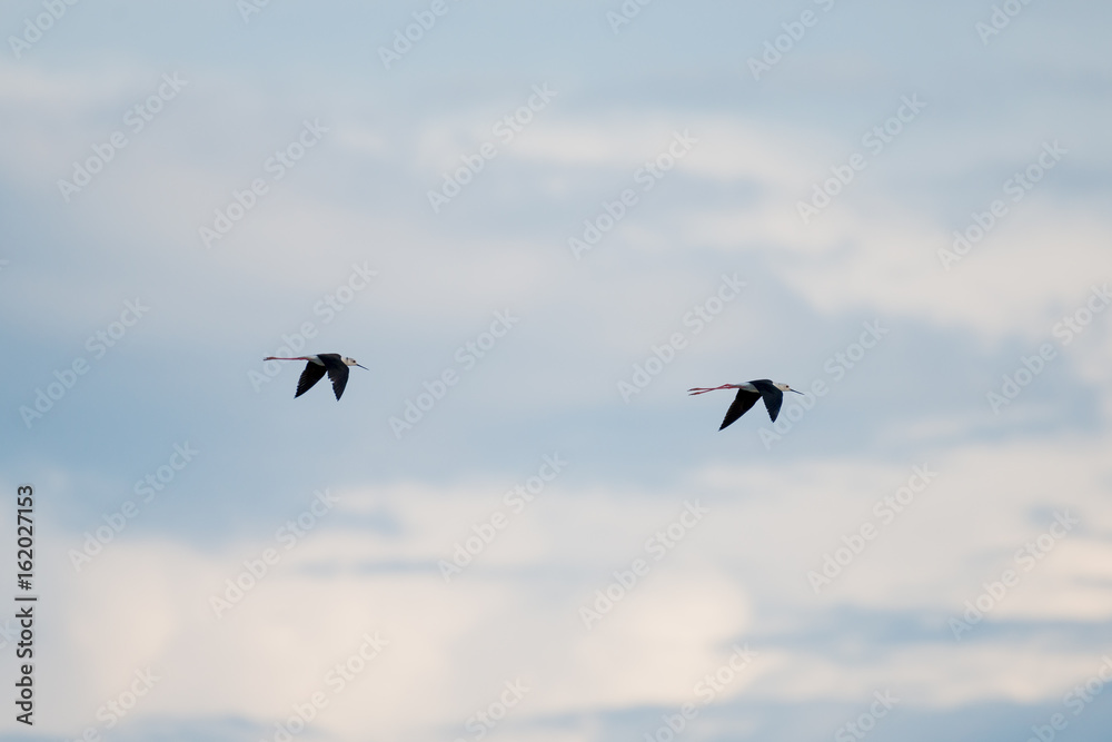 Black-winged Stilt in wetlands Thale Noi, one of the country's largest wetlands covering Phatthalung, Nakhon Si Thammarat and Songkhla ,South of THAILAND. Black-winged Stilt in wetlands Thale Noi, one of the country's largest wetlands covering Phatthalung, Nakhon Si Thammarat and Songkhla ,South of THAILAND.