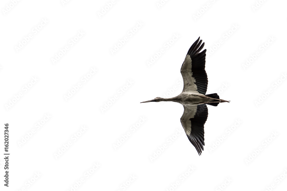 Fototapeta premium flying Open-billed stork, Asian openbill isolated on white background