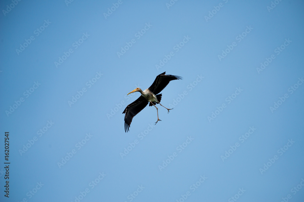 Flying Lesser adjutant stork with blue sky background Flying Lesser adjutant stork with blue sky background