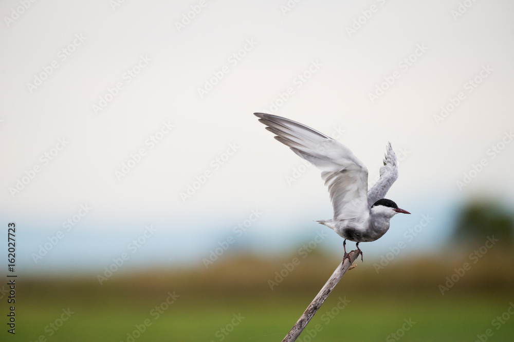 Little Tern in wetlands Thale Noi, one of the country's largest wetlands covering Phatthalung, Nakhon Si Thammarat and Songkhla ,South of THAILAND. Little Tern in wetlands Thale Noi, one of the country's largest wetlands covering Phatthalung, Nakhon Si Thammarat and Songkhla ,South of THAILAND.