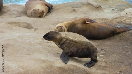 Baby Sea Lion Walking